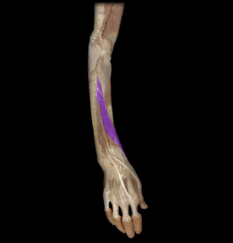 <p><em>table 5, radial n (C7-C8), abduction of thumb CMC joint</em></p>