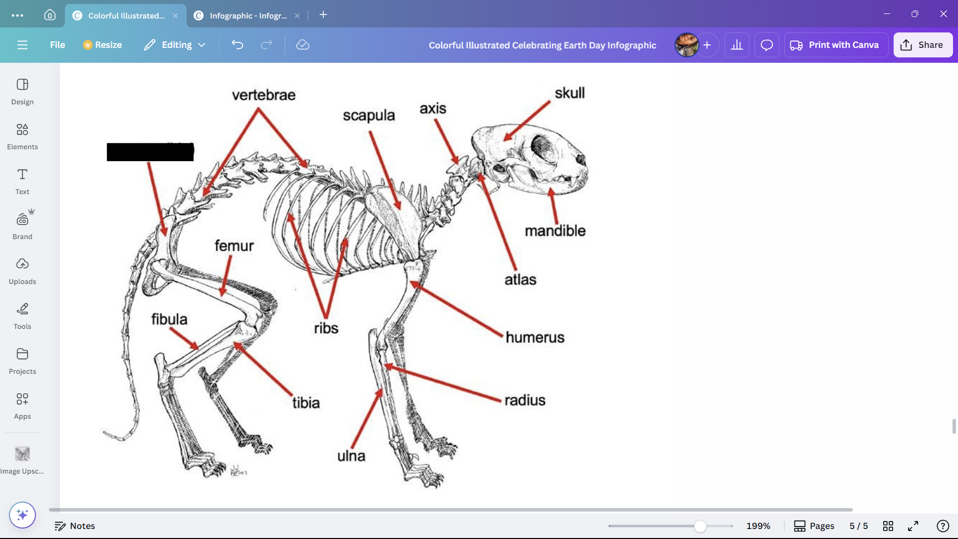<p>The hip bone of a cat.</p>