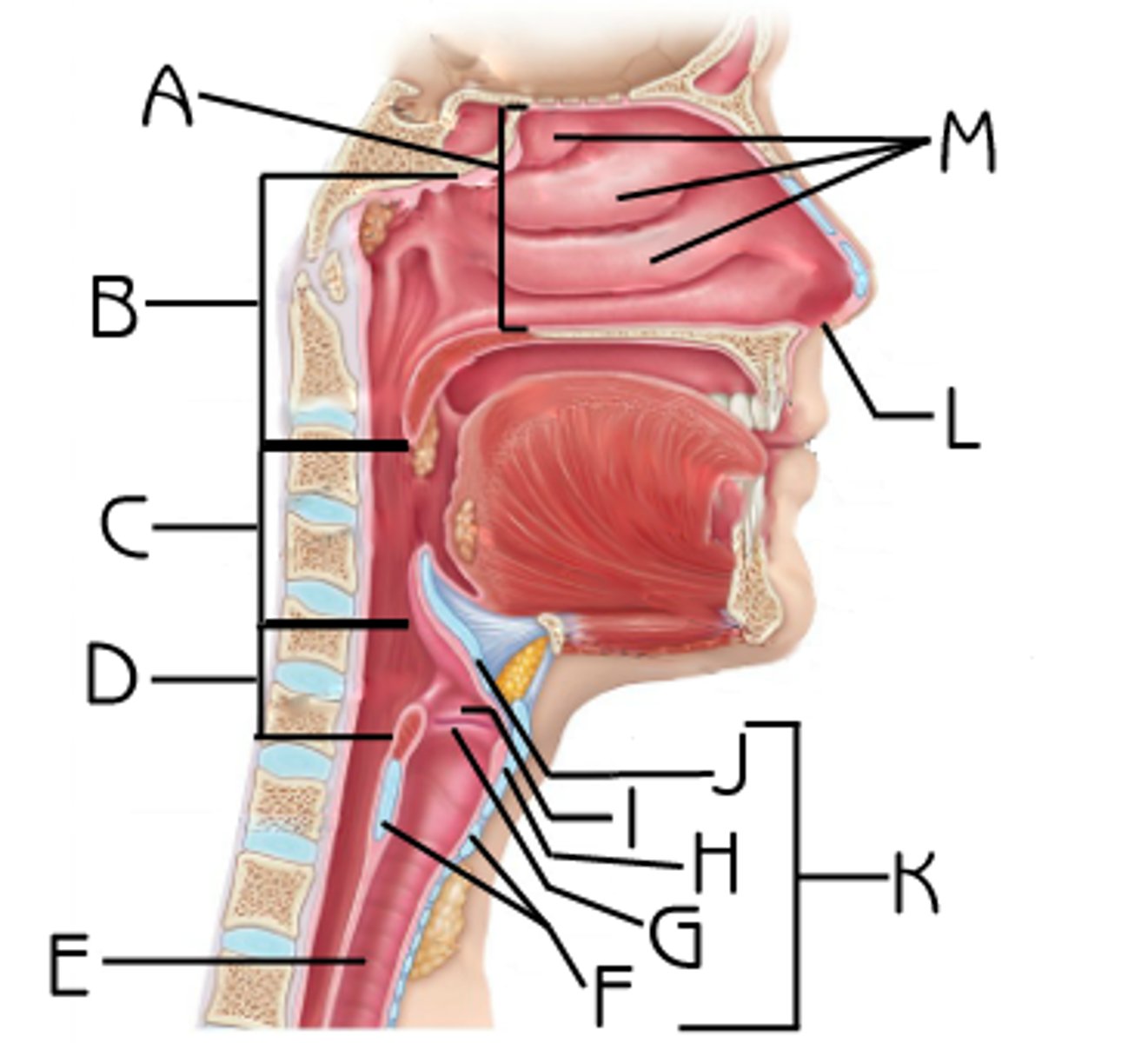 <p>name L; nostrils lined with mucous membranes </p>