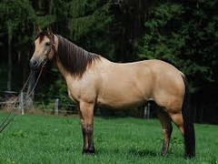 What horse breed?