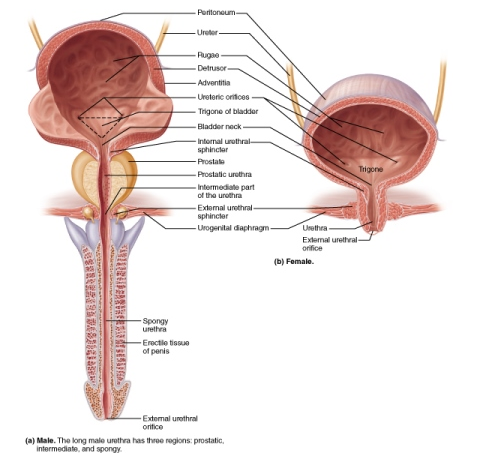 <p>What defines the trigone of the urinary bladder?</p>