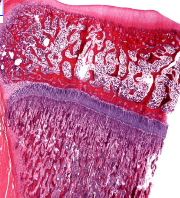 <p>the two purple solid layers</p>