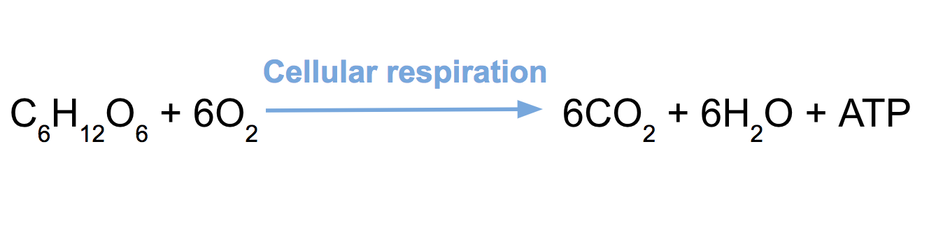 <p><strong>A chemical process in which oxygen is used to make energy from carbohydrates (sugars)</strong><span>.</span></p>