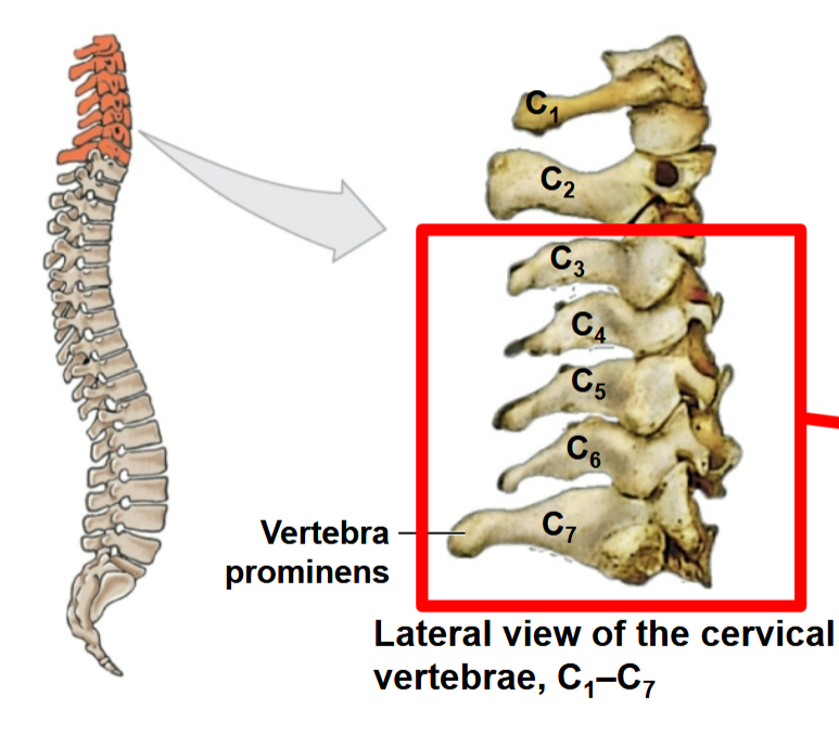 <p>Where is the greatest range of motion in the cervical spine?</p>
