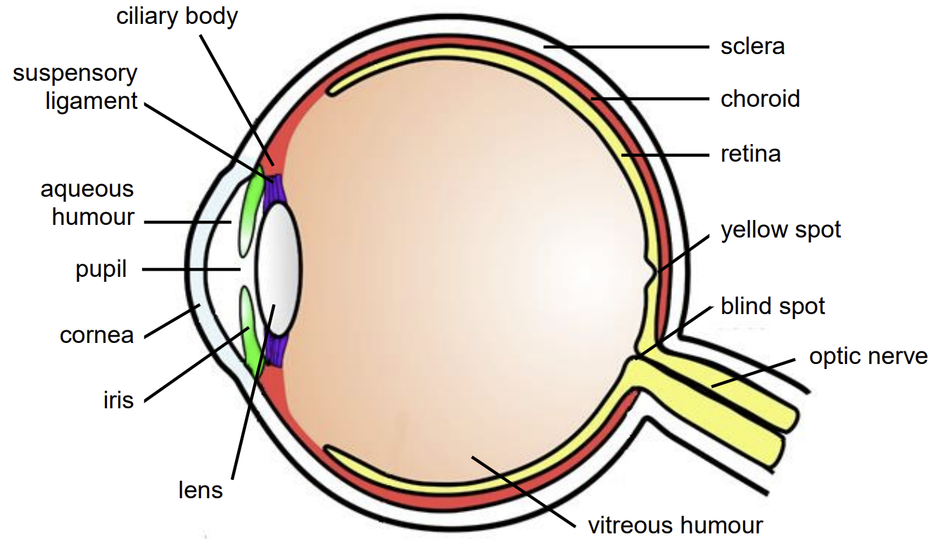 term image
