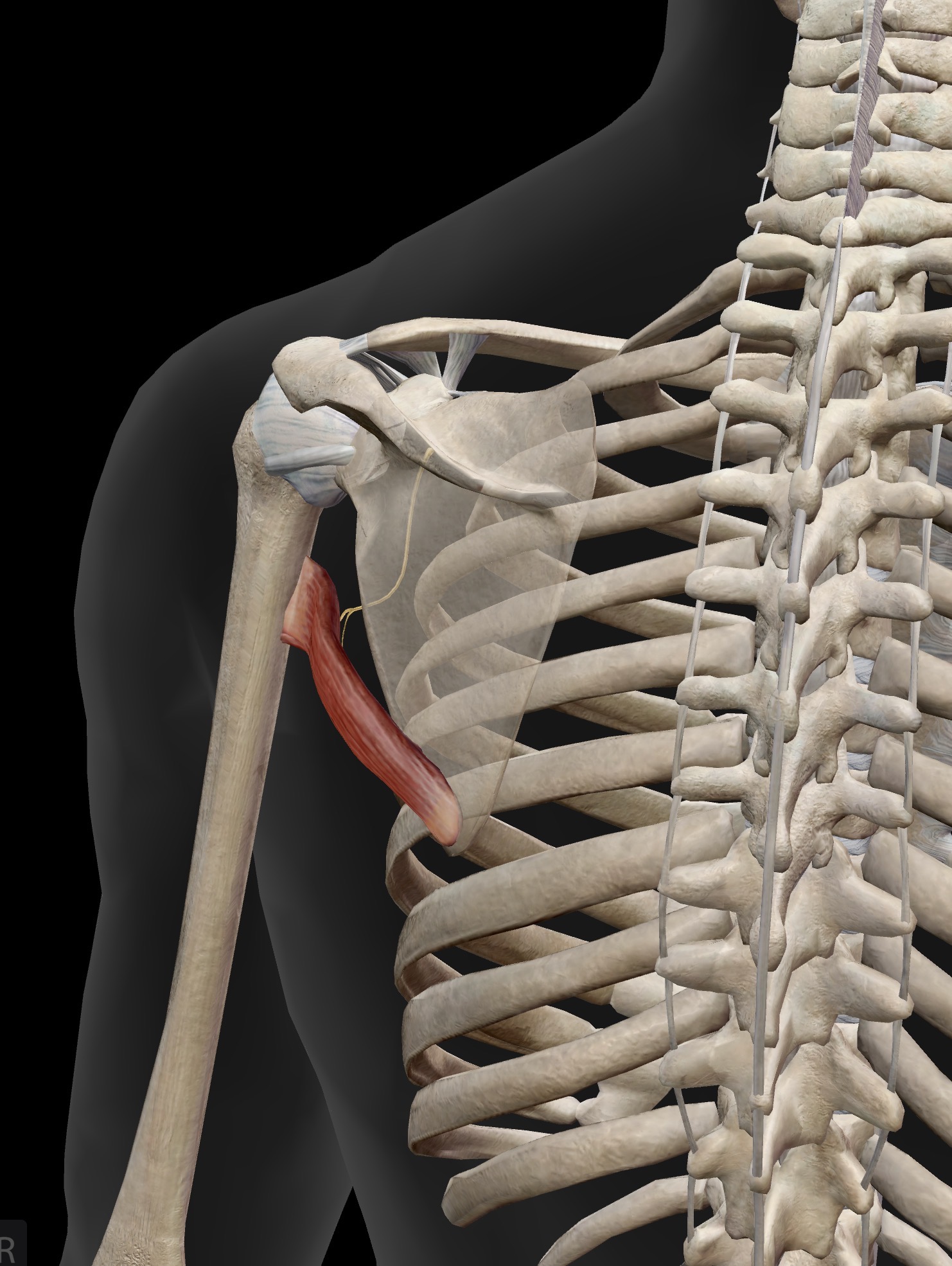 <p>Teres major</p><p>O: Inferior angle of the scapula</p><p>I: Proximal, anterior humerus (“lady between two majors”)</p><p>A: Extension, adduction and internal rotation of the humerus (synergist to latissimus dorsi at the glenohumeral joint)</p><p>IN: Lower subscapular nerve (C5, C6) </p>