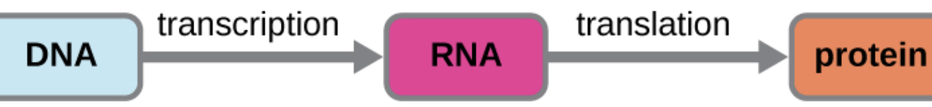 <p>DNA replication and transcription</p>