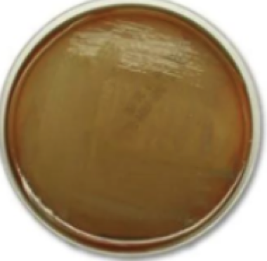 <p>What type of agar is this? </p>