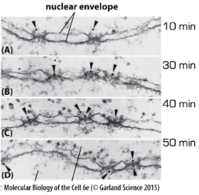 <ul><li><p>1980s </p></li><li><p>Butel and Lanford noted that SV40 T- Antigen viral protein that normally is transported to the nucleus stays in the cytoplasm if a particular sequence is mutated</p></li><li><p>Alan Smith’s grp identified a small essential region by deletion studies in SV40 T Antigen</p></li><li><p>They fused their presumptive NLS to a normally cytosolic protein</p><ul><li><p>NLS was linked to gold particles and injected into the cytosol</p></li><li><p>Cells were fixed @ various times</p></li><li><p>Gold particles visualized in EM</p></li><li><p>NLS is sufficient for nuclear import!!! </p></li><li><p>Import occurs thru nuclear pores!!</p></li></ul></li></ul><p></p>