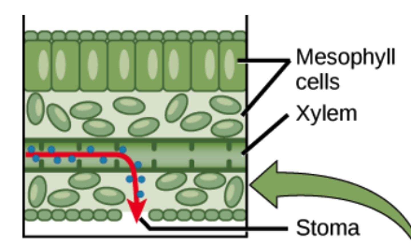 <p>mesophyll cells</p>