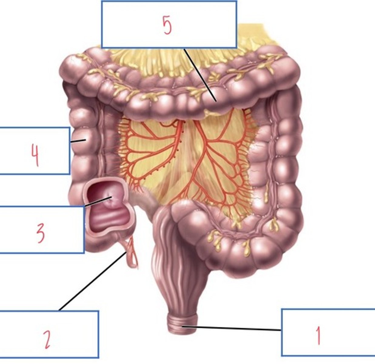 <p>What structure associated with the large intestine is 3?</p>