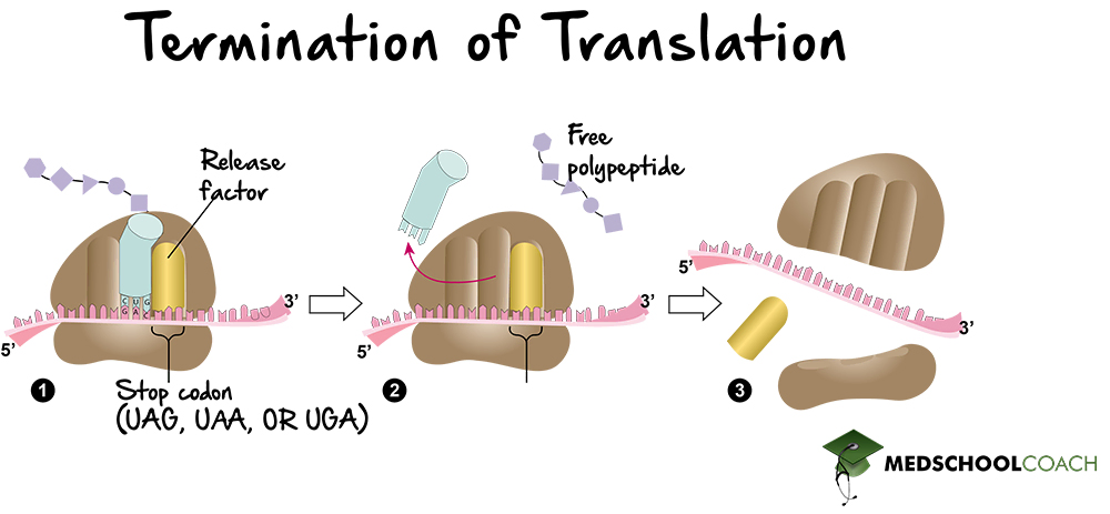 <p>When a stop codon on the mRNA slides into the ribosome, a stop factor binds to the stop codon and translation stops</p><p>The ribosome breaks into separate subunits</p><p>The finished protein is released</p>