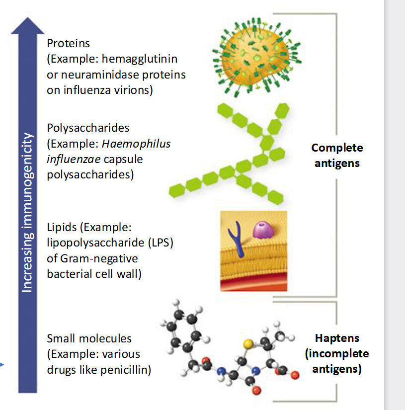 <p><span style="color: rgb(21, 20, 20);">Small molecules (Ex:drugs like penicillin) —</span><span style="color: rgb(27, 25, 25);">&gt; Lipids (Ex: (LPS) of Gram negative bacterial cell wall) —&gt; </span><span style="color: rgb(32, 29, 29);">Polysaccharides (Ex: Haemophilus influenzae capsule polysaccharides) —&gt; </span><span style="color: rgb(7, 7, 7);">Proteins (Example: hemagglutinin or neuraminidase proteins on influenza virions)</span></p>