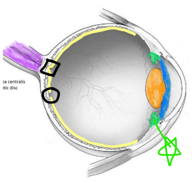 <p>when it contract relaxes suspensory ligaments and lens thickens, for near vision</p>