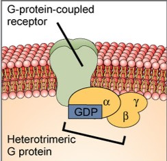 <p>What step of the G Protein Coupled Receptors Cycle is this?</p>