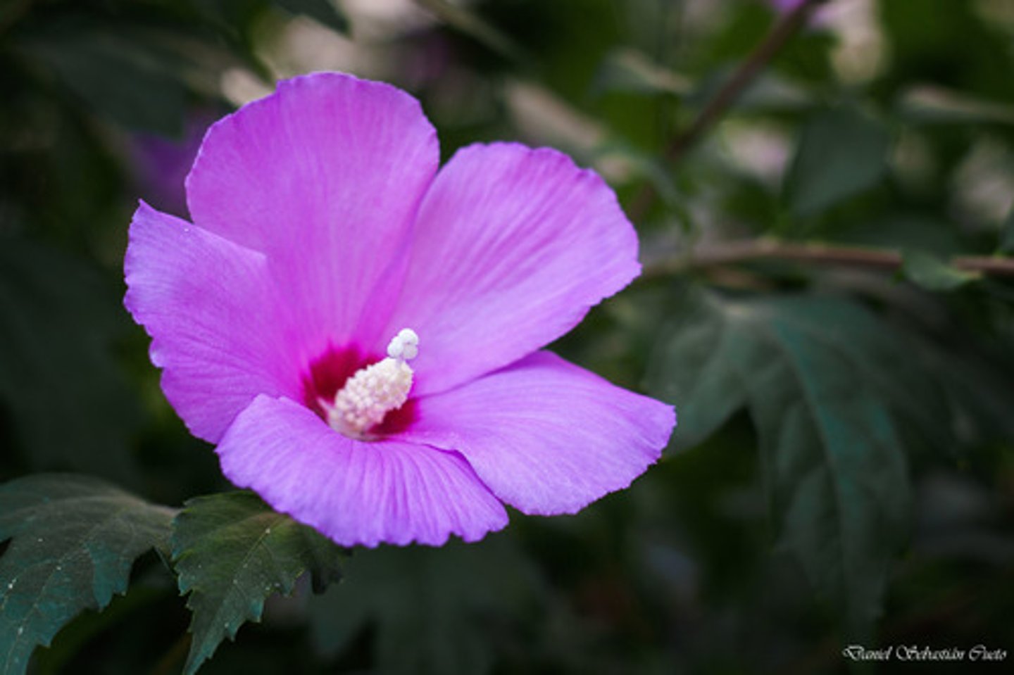 <p>purple</p>
