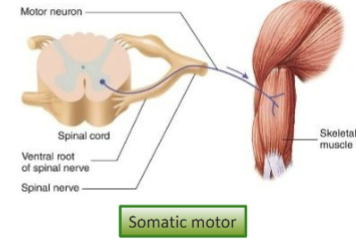 <p>Carries signals from the CNS to skeletal muscles, resulting in voluntary movements and involuntary reflexes.</p>