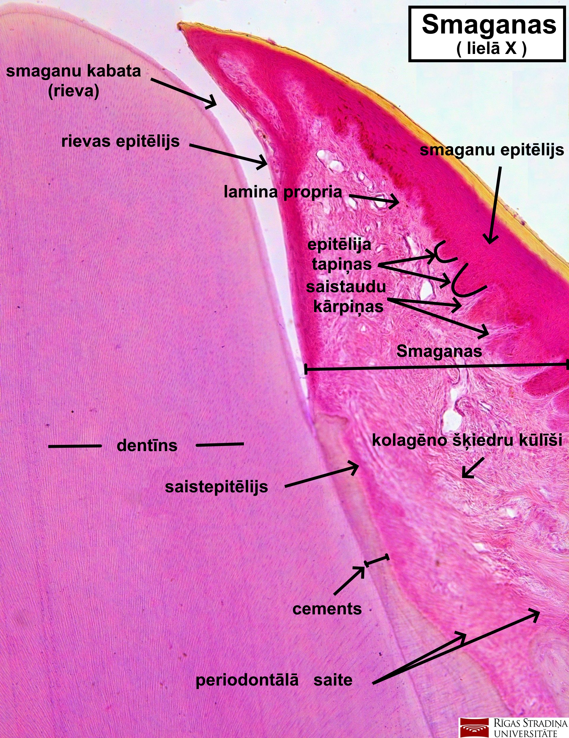 term image