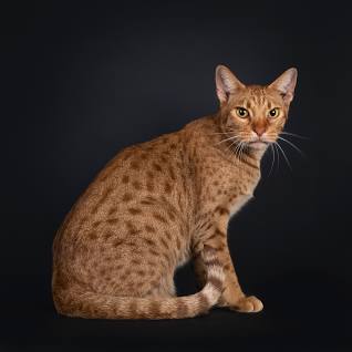 Ocicat
