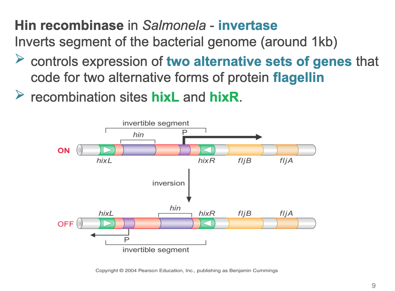 <ul><li><p>controls expression of two alternative sets of genes that code for two alternative forms of protein flagellin </p></li><li><p>recombination sites hixL and hixR </p></li></ul><p></p>