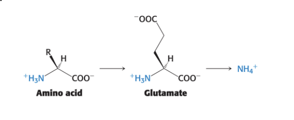 <p>are converted into <strong>ammonium ions</strong> by <u>oxidative deamination of glutamate</u> in liver</p><ul><li><p><span>α-amino groups → α-ketoglutarate → yielding glutamate</span></p></li><li><p><span>glutamate is <strong>oxidatively deaminated</strong> in the liver to yield ammonium ion (NH4+)</span></p></li></ul><p></p>