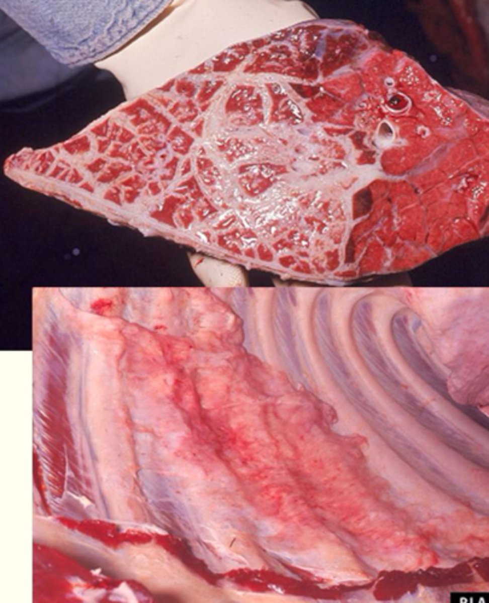 <p>What kind of inflammation is present?</p>