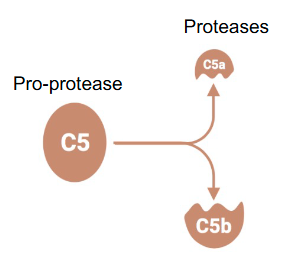 <p>Proteolytic cleavage generating two fragments:</p><p>• One small:</p><p>  - Identified by the letter “a” after the name (e.g. C5a)</p><p>  - With a specific function</p><p>• One large:</p><p>  - Identified by the letter “b” after the name (e.g. C5b)</p><p>  - With proteolytic activity on a new substrate</p>