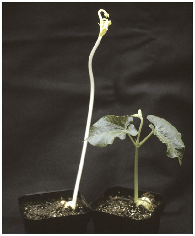 <p><span>Which plant has Etioplasts?</span></p>