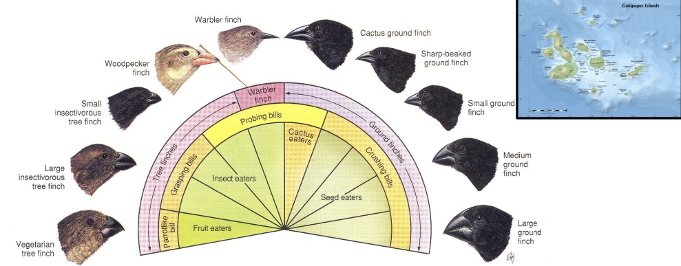 <p>case study #1: darwin’s finches</p>