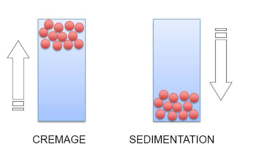 <p>Le crémage et la sédimentation correspondent à une<strong> séparation progressive des phases. </strong>La phase dispersive va soit remonter vers le haut parce qu’elle est moins dense (= crémage) soit va sédimenter vers le bas (= sédimentation)</p><ul><li><p>Concernent <span style="color: red;"><strong>toutes</strong></span> <strong>les formes dispersées </strong></p></li><li><p>Sont <span style="color: red;"><strong>réversibles</strong></span> <strong>par agitation </strong></p></li></ul><p> </p>