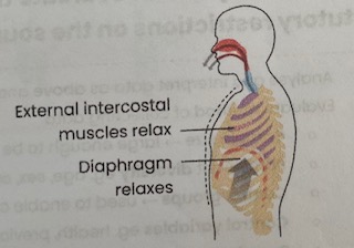 <ol><li><p><strong>Diaphragm relaxes</strong>= moves <strong>upwards </strong></p></li><li><p><strong>External </strong>intercostal muscles <strong>relax, internal</strong> intercostal muscles <strong>may contract</strong>= ribcage moves <strong>down/ in</strong></p></li><li><p><strong>Decreasing volume</strong> and <strong>increasing pressure</strong> (above atmospheric) in thoracic cavity </p></li><li><p>Air moves out of lungs <strong>down pressure gradient </strong></p></li></ol><p></p>