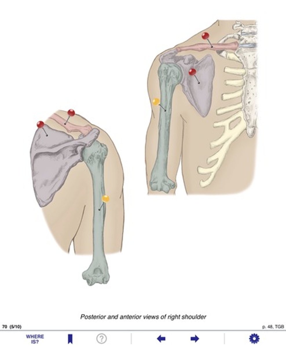 <p>Name the bone at the yellow pin</p>