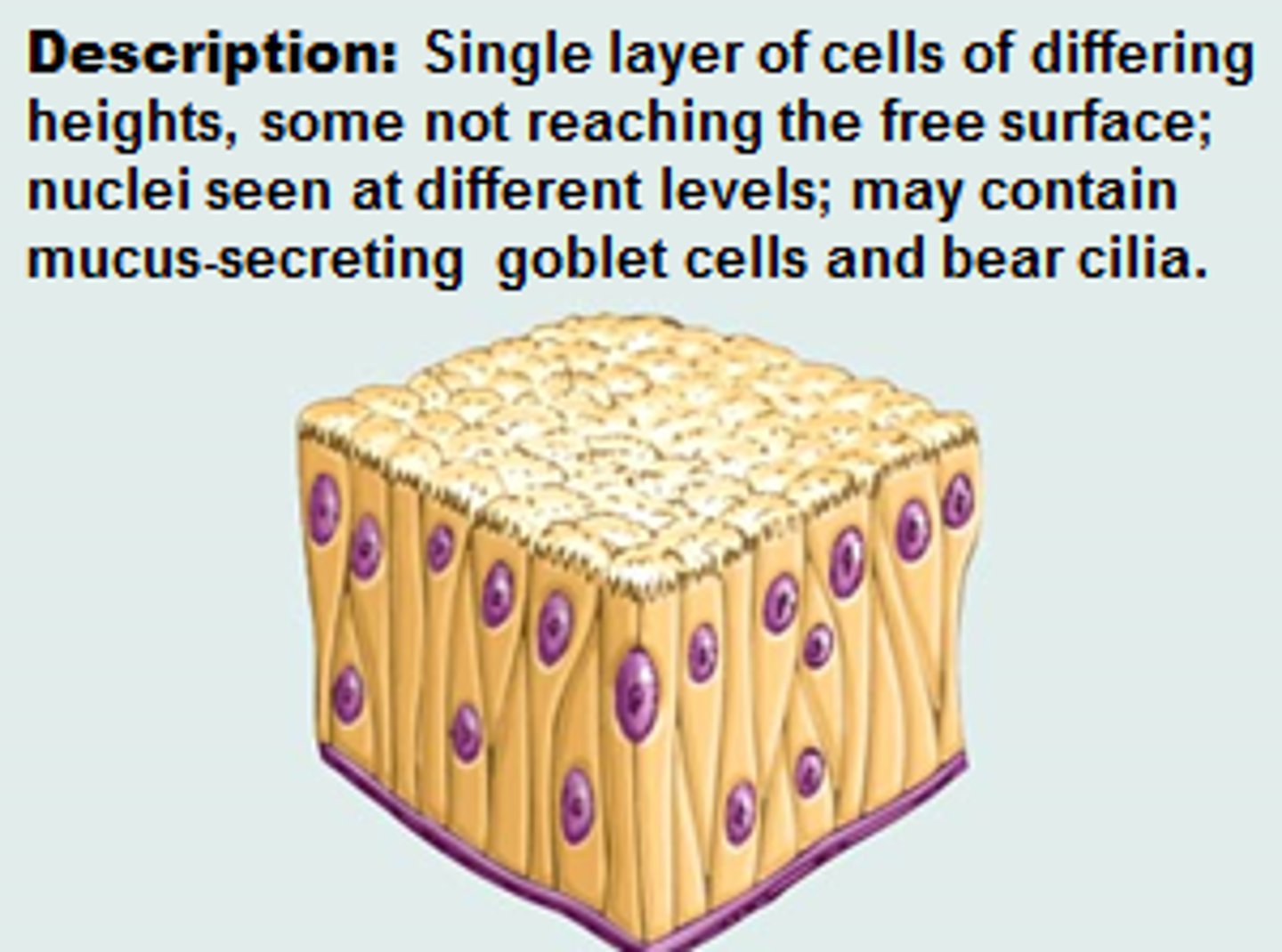 <p>single layer of cells of differing heights, some not reaching the free surface; nuclei seen at different levels; may contain mucus-secreting cells and bear cilia</p>