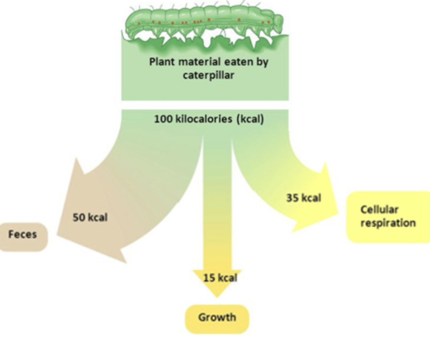 <p>how well energy is transferred between trophic levels, usually about 10%</p>