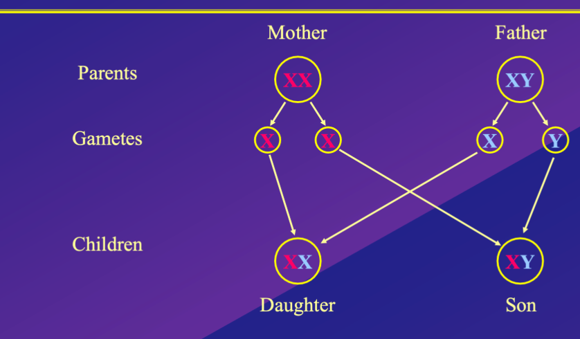 <p>1 – the production gametes (reproductive cells/ sex chromosomes) can be used to determine sex</p><p>Typically in mammals</p><p class="MsoNormal">In mammals sex is determined by the combination of sex chromosomes in the fertilised egg</p><p class="MsoNormal"></p><p class="MsoNormal">Typically in mammals</p><p class="MsoNormal">Female – XX chromosomes which produce gametes (egg cells) that carry one haploid x chromosome</p><p class="MsoNormal">Male – XY chromosomes, produce gametes (sperm cells) that carry either an X or y&nbsp; haploid chromosome cell</p><p class="MsoNormal">During fertilisation haploid gametes combine to produce either one XX (female) or XY (male) zygote, determining sex</p>