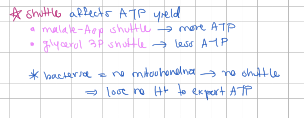 <p>higher ATP yield (lose no H+ to export ATP)</p>