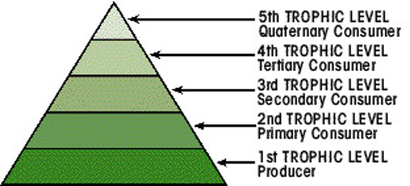 <p>Each step in a food chain or food web</p>