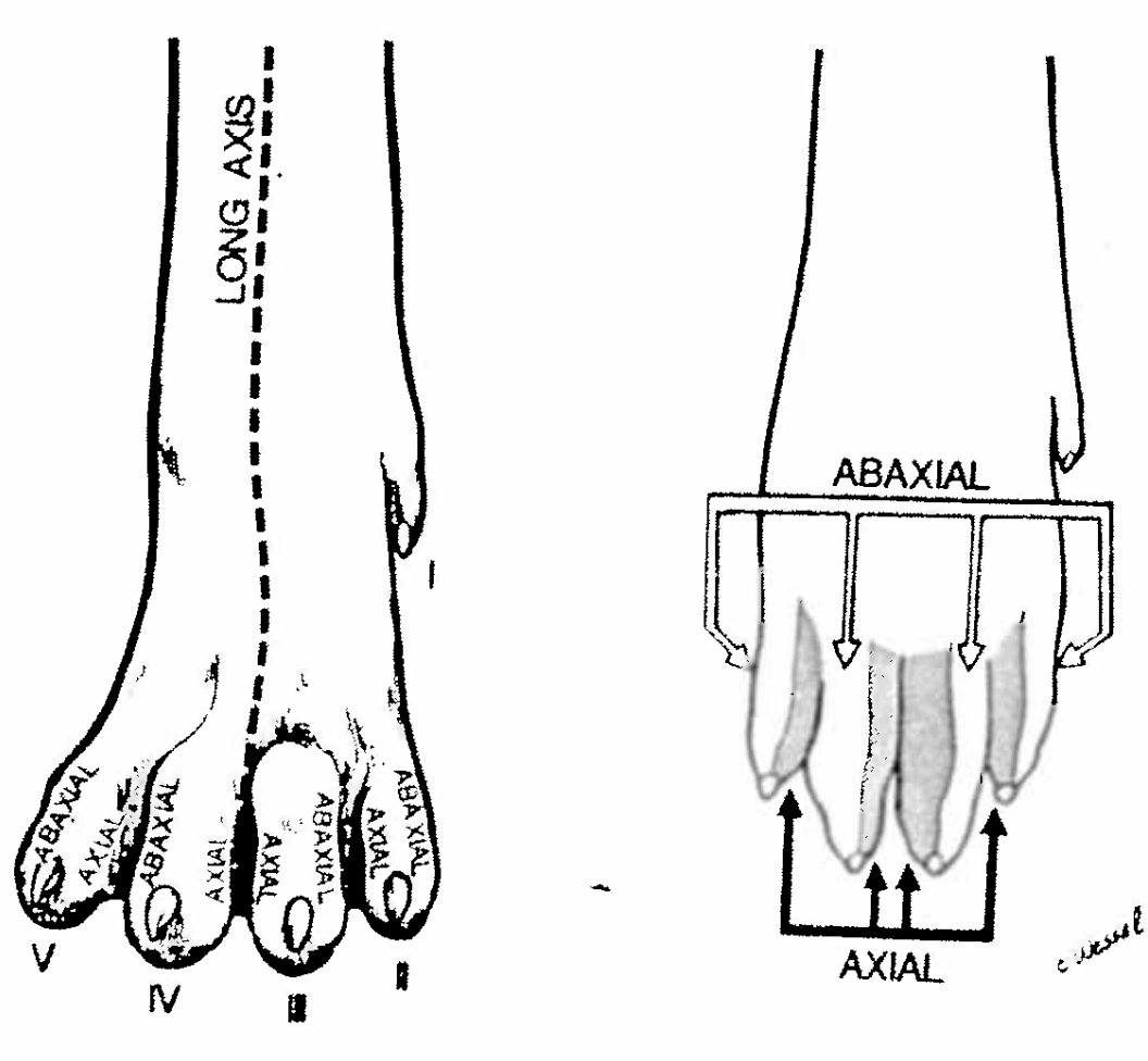<p>of, pertraining to, relative to the axis</p><p>or in cows the axis of the limb passes through the middle…</p><p>axial surface of the digit faces the axis</p><p>abaxial faces away</p>