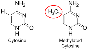 <p>What is <strong>DNA methylation</strong> and what role does it play? (<strong>“Methylation = Mute button for genes”)</strong></p>