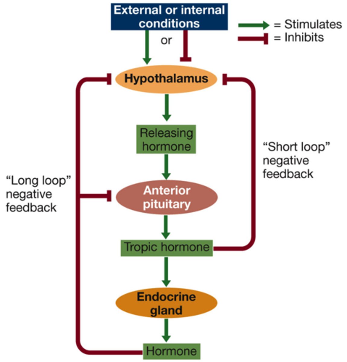 <p>hormones can exert feedback inhibition on gland cells, which inhibits hormone secretion</p>