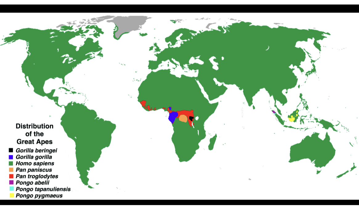 <p>Africa and Southeast Asia; hominoids with no tails, upright posture, large brains, long lifespans, larger body size.</p>