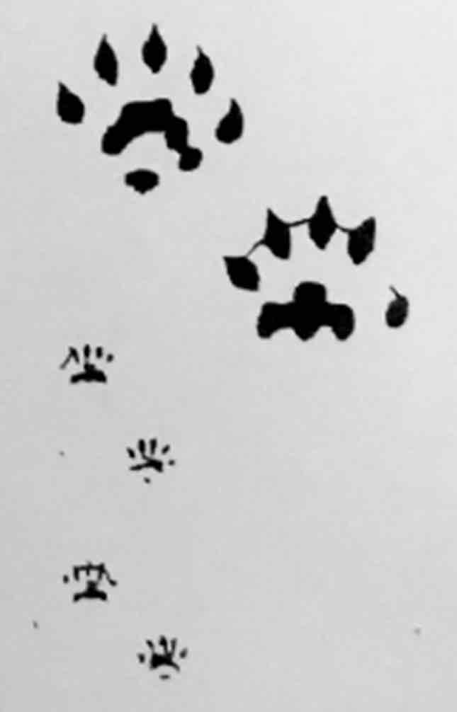 <p>What footprint is this?</p>