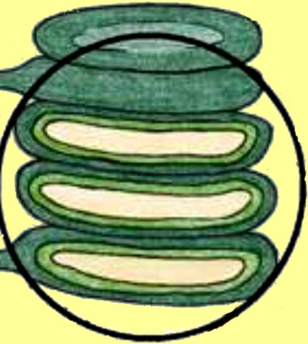 <p>Disc shapes reaction centers inside the chloroplast, bounded by a membrane.</p>