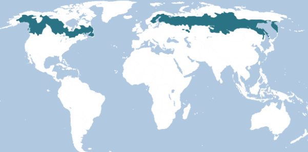 <p>boreal forest flora and fauns</p>