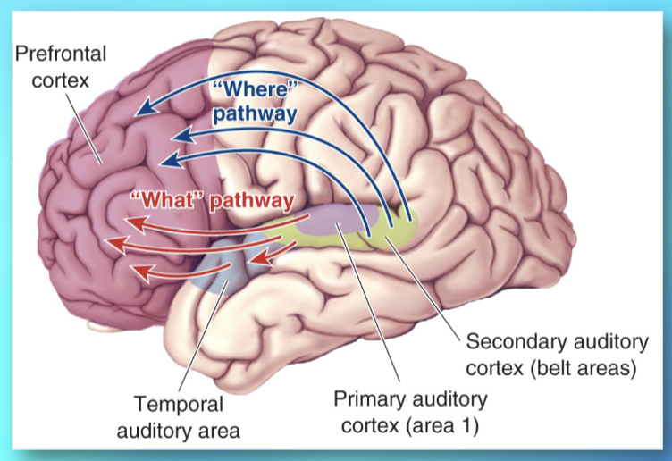 <p>pure tones and sound localization (“where?”) → areas above A1 toward parietal and frontal lobes </p>