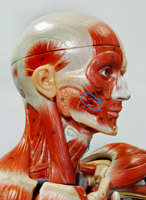 <p>What is the Action of the Muscle Circled?[26]</p>