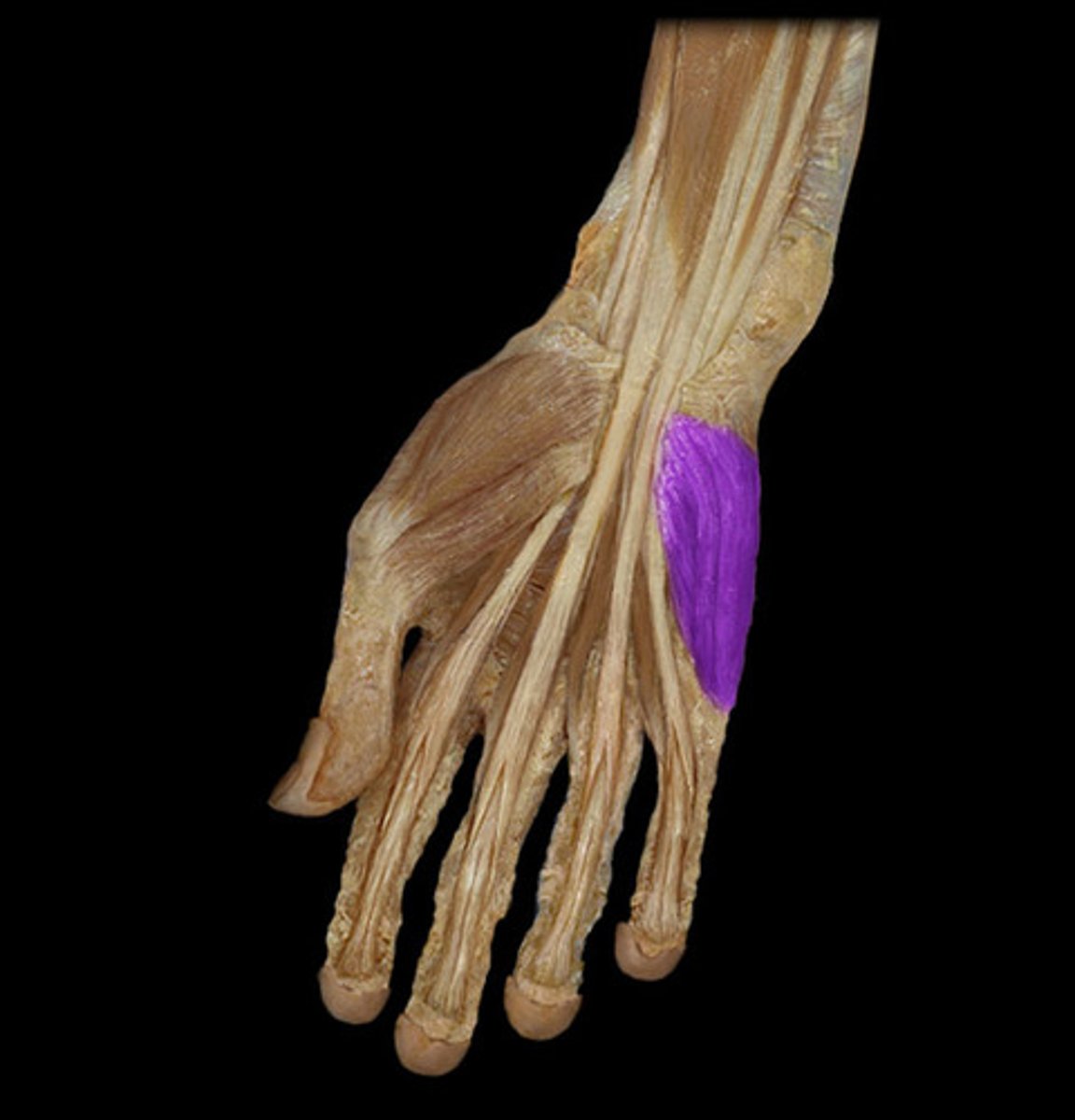 <p>Ball of the little finger; includes flexor, abductor, and opponens muscles</p>