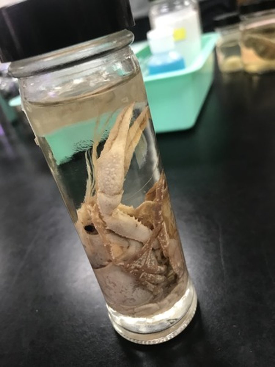 <p>For the following specimen(s), give the entire taxonomy and the name of the specimen(s)</p>