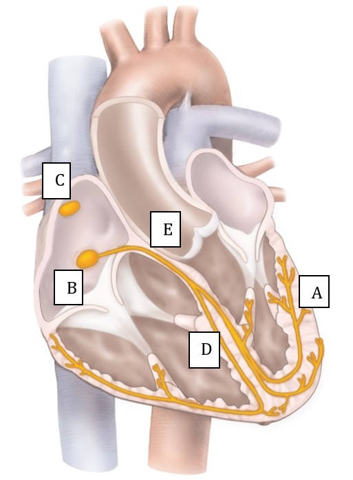 <p>Match the correct letter with the term:</p>