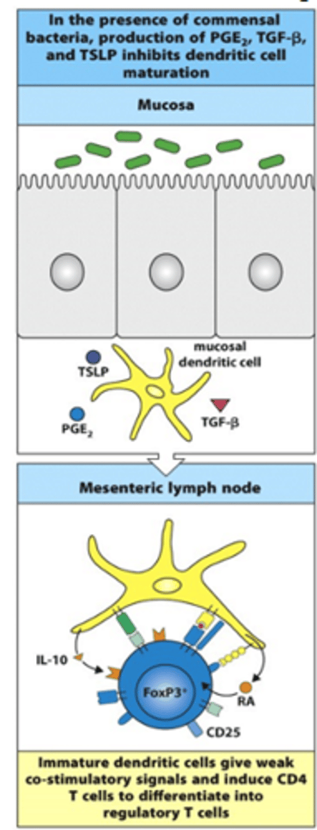<p>- In the presence of commensal bacteria, PGE2, TGF-beta and TSLP are produced</p><p>--&gt; This inhibits dendritic cell maturation</p><p>--&gt; Generates/maintains the sleep state of the dendritic cell</p><p>- In mesenteric lymph node:</p><p>--&gt; Immature dendritic cells give weak co-stimulatory signals (e.g IL-10, CD25, RA) and induce CD4+ T cells to differentiate into Treg cells (Foxp3+ cells)</p>